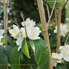 Seringat スランガ　バイカウツギ Philadelphus