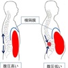 【腹圧と腹筋】身体を動かす基本はまず体幹から