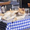 イスタンブールはワンニャン天国