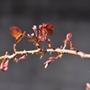３月になりましたが…寒い