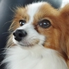 犬は花火が怖い？去年は平気だった愛犬が突然怖がるようになった体験と対策【実体験】