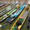 ミャンマー2日目「インレー湖に到着、いきなりボートツアー」