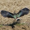 タゲリの華麗なる着地