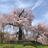 2021年3月27日　京都市内桜状況　今日・明日が見ごろです♪