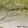 名残の桜