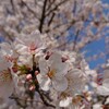 吉野桜(ソメイヨシノ)