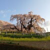 東北小旅行初日　三春滝桜、喜多方ラーメン、小野川温泉、鶴岡公園、羽黒山、湯田川温泉