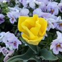 毒親に育てられた私と母親の話