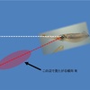 【エギング行動学】フォールが重要な理由〜アオリイカの視野と触腕の性質
