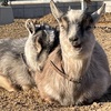 動物園の新入り達