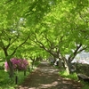 🍃新緑の小石川植物園🌸
