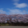 自分の桜