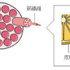 筋肉が細くなると硬くなるのはなぜか？