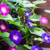 5月に種まきできる一年草・・・
