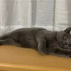 寝落ちしちゃった(コテツ　猫　7カ月)