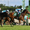 日曜競馬　展望