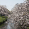 高草山から下山して、黒石川でお花見