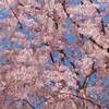 毛馬桜之宮公園 桜は？ 開花予想日2020年は？ 例年の見ごろは？