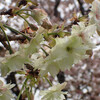 緑の桜