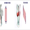 トレーニング理論③（紡錘状筋、波状筋）