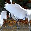 クロツラヘラサギ、豊見城に3羽飛来　野鳥関係者に愛着ある個体も