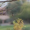 コスタハチドリ(Costa's Hummingbird)
