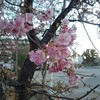 近所の早咲きの桜