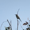 ノドジロハチクイ(White-throated Bee-eater)