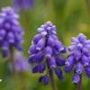 理系の矜持とさんぽの花