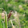 手賀沼公園脇のオオヨシキリ