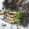 【生き残るための家庭菜園　大根保存確認】