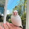 文鳥キナと遊ぶガーデンルームの時間　｜　放鳥タイム