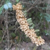 Cephalotaxus harringtonia　イヌガヤ