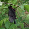 Atrophaneura alcinous　ジャコウアゲハ