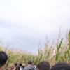 Corn Maze [41st day]