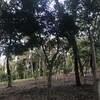 森林公園