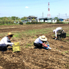 石を拾って肥料をまいて