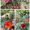 バラの開花♪