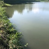 今週の釣果報告🎣茨城県桜川市某池