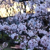 【写真】夕暮れ時の公園と桜