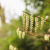 4月6日　土　　大安　一粒万倍日