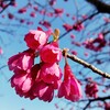 桜坂