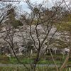 ４．１８（木・曇雨）ボヘさんと国分寺で。