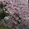 兼六園椿寒桜