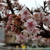 あたみ桜