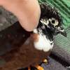 落ち着いた漢の甲斐性  #ヒメウズラ