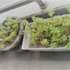 グリーンのある生活。ゆるい管理でも育つおすすめ植物。