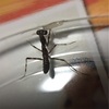 最後の砦