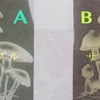 アジアンジャージのきのこ、どっちがいいですかね？？