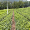 幼木園から成園になりつつある茶畑
